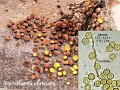 Perichaena corticalis-amf3